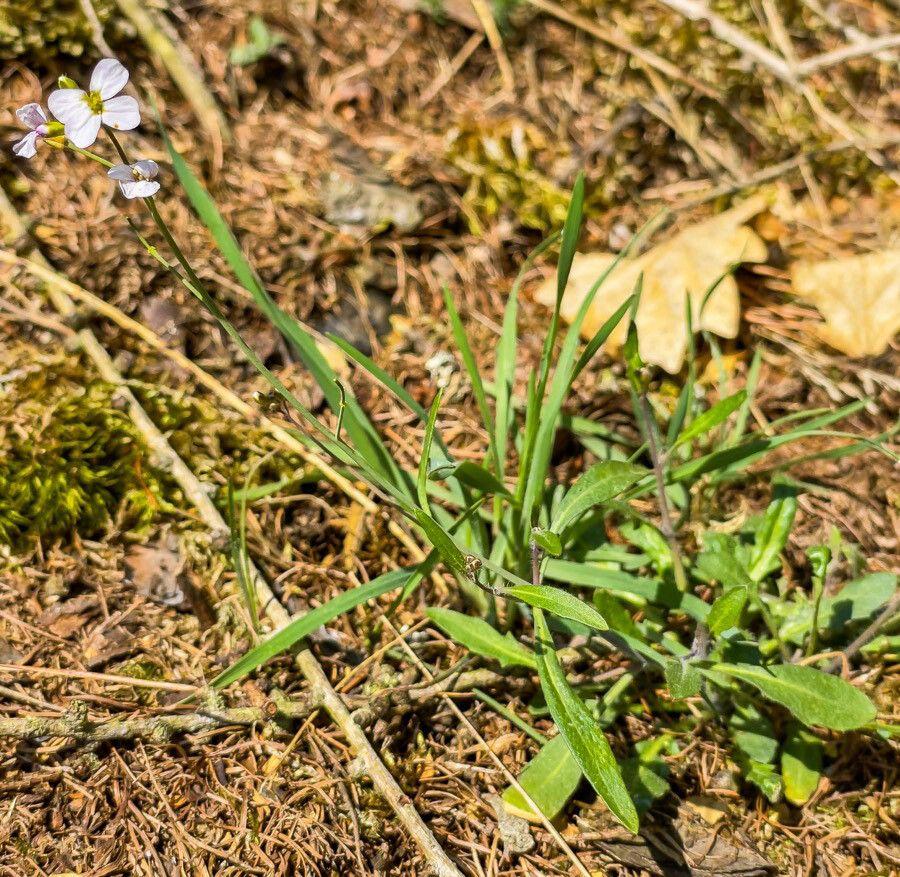 Arabette des sables en pleine floraison sur un talus rocailleux et ensoleillé au printemps