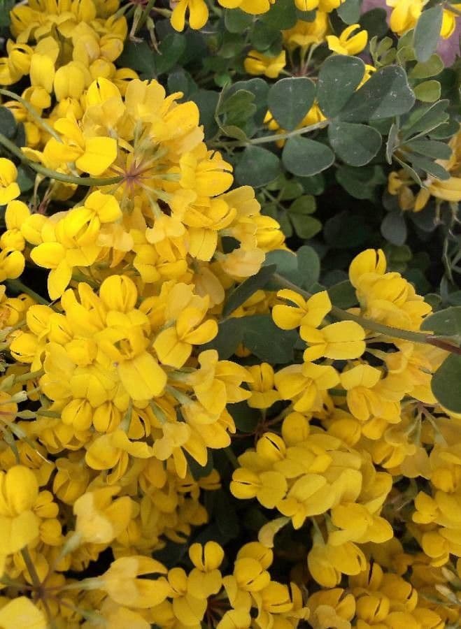 Coronilla valentina avec grappes de fleurs jaune-doré