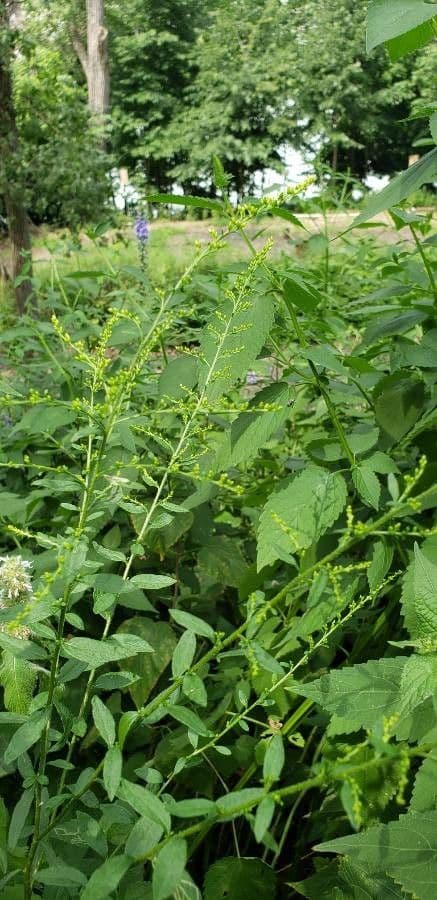 Solidago patula met gele bloempluimen in natuurlijke omgeving