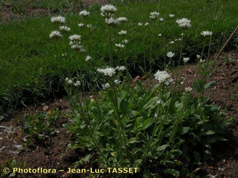 Phu-Baldrian (Valeriana phu) mit üppigem Laub und hohen weißlich-lila Blütenrispen
