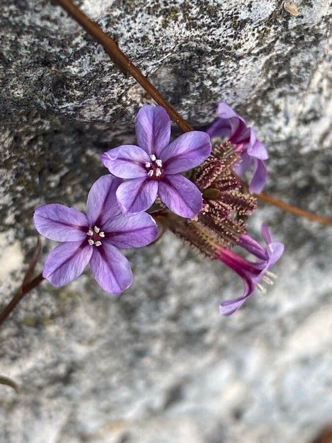 Plumbago europaea zeigt violette Blüten und kompakten Wuchsform