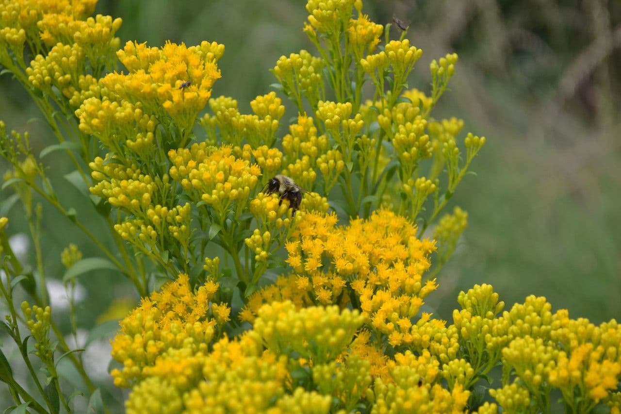 Solidago ohioensis Ohio-Goldrute mit flachen goldgelben Blutenschirmen