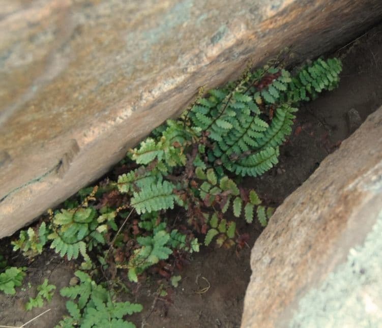 Blattdetail des Westlichen Streifenfarns