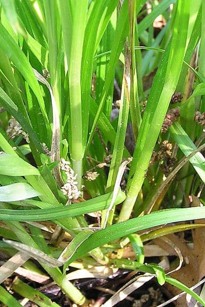 Carex cephalophora mit dichtem, graunlichem Laub