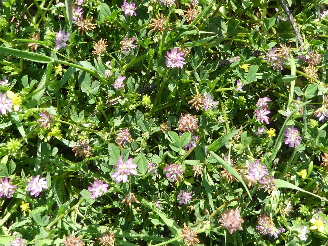 Trefle perse affichant des tetes florales pourpres et un feuillage caracteristique