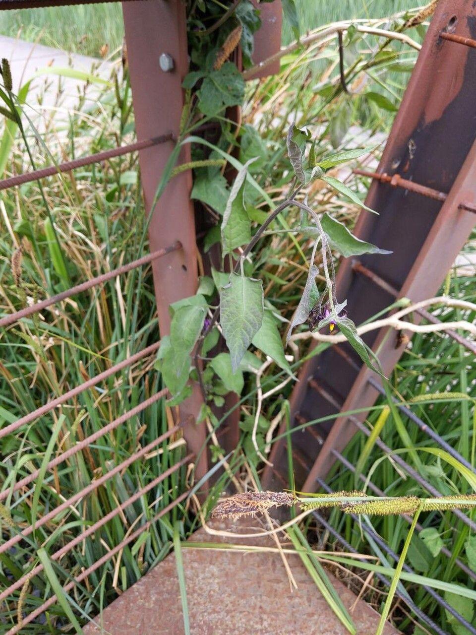 Bittersüßer Nachtschatten rankt an einem Holzgitter mit violetten Blüten und orangenen Beeren