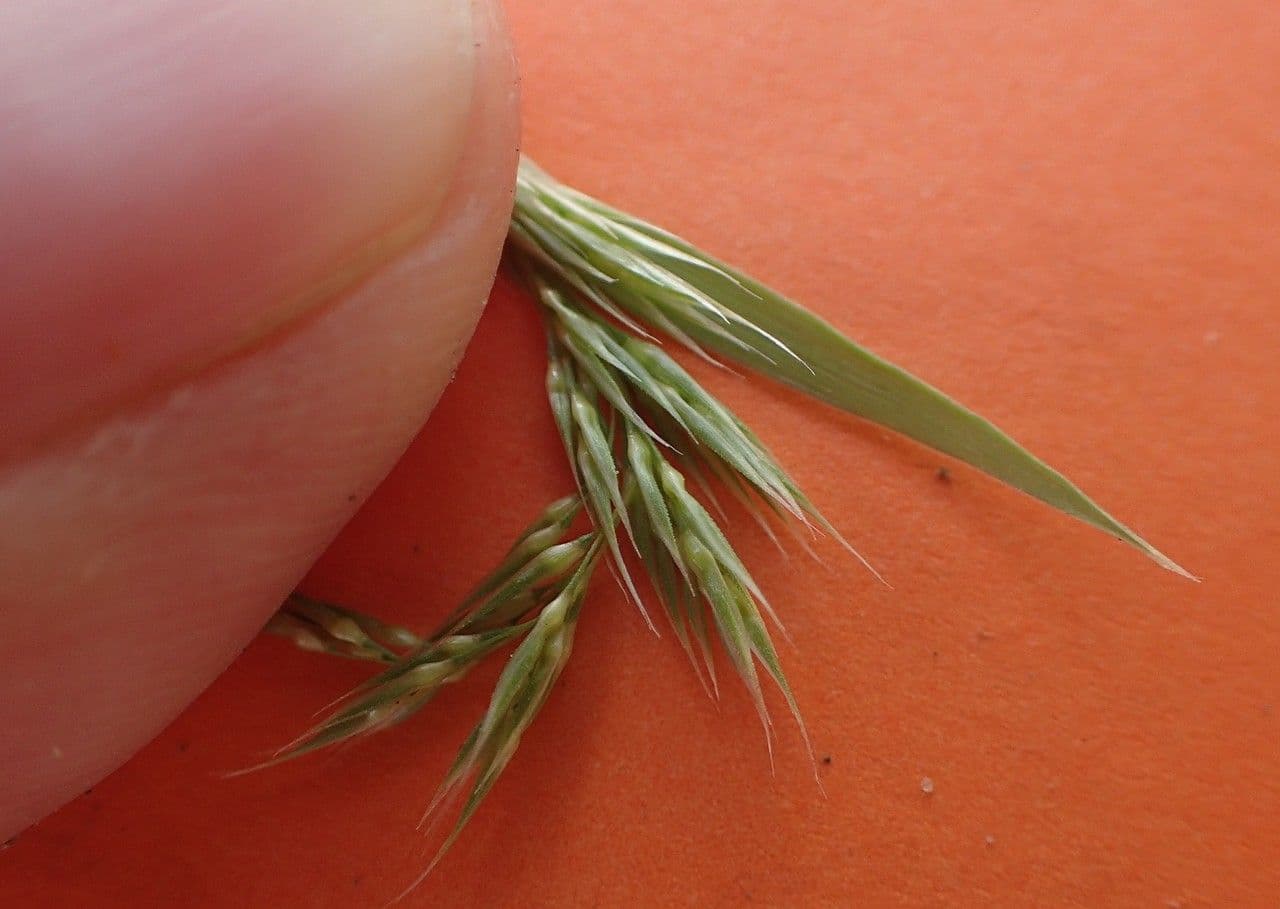 Gastridium ventricosum fine grass structure