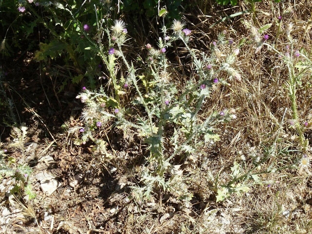 Fleur de Carduus pycnocephalus