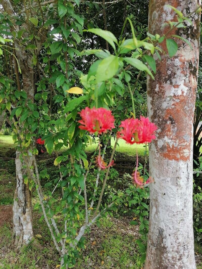 Franje-hibiscus met karakteristieke gefranste bloemen in rood en wit