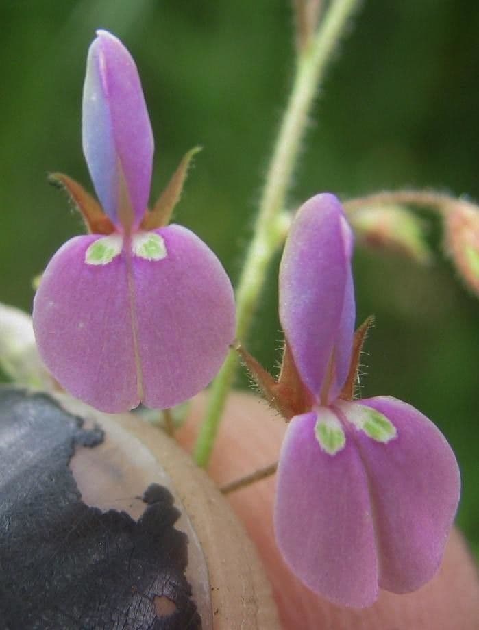 Western trailing ticktrefoil with pink-purple flowers and trifoliate leaves along a forest path