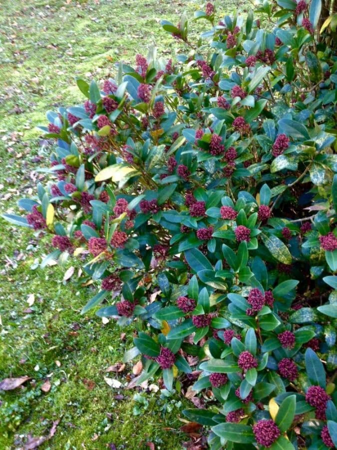 Skimmia japonica mit roten Fruchten