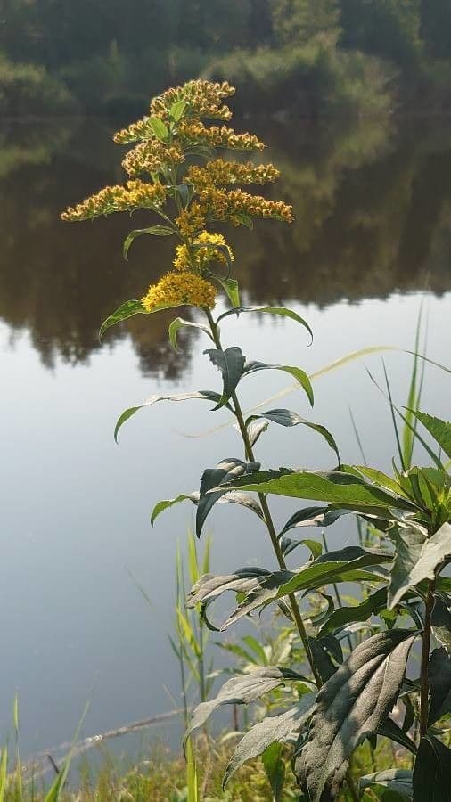 Riesen-Goldrute Pflanze mit goldenen Blutendolden