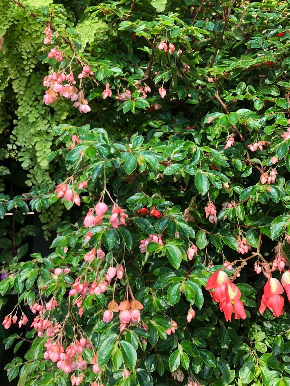 Begonia fuchsioides aux fleurs rouges