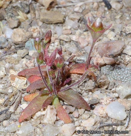 Androsace elongata with delicate pink flowers and compact rosettes