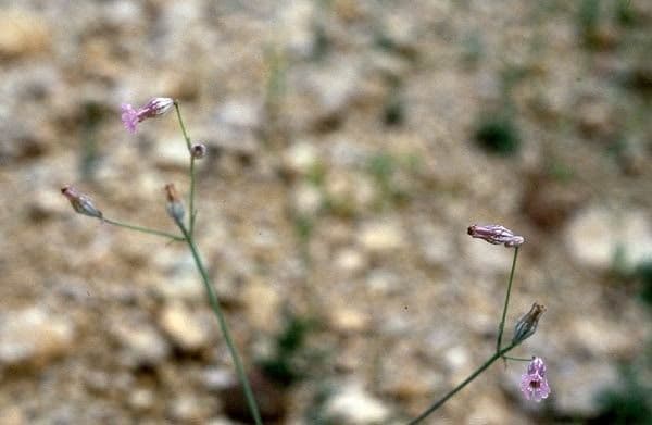 Weisse Bluten von Silene behen