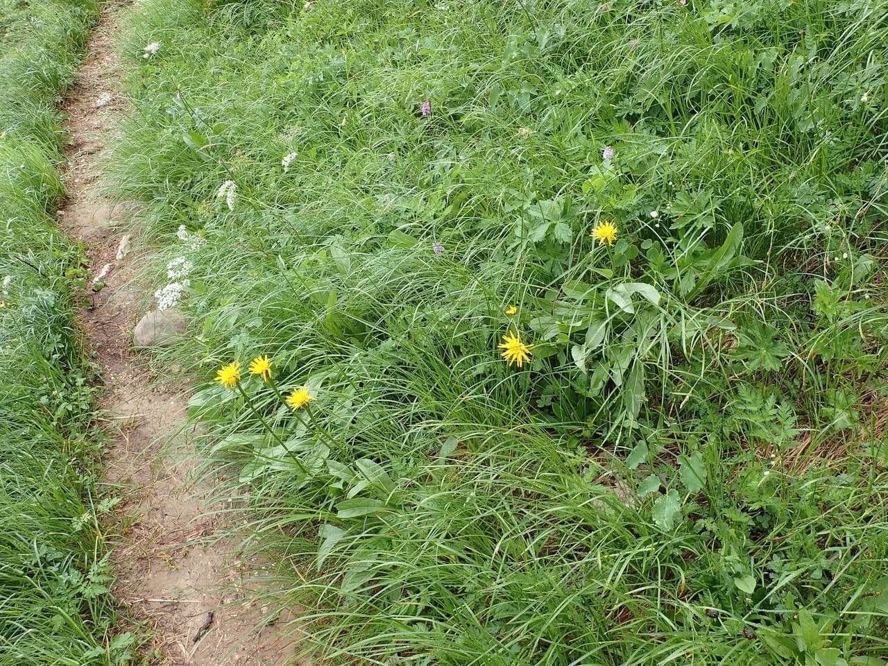 Mountain hawk's-beard with yellow flowers