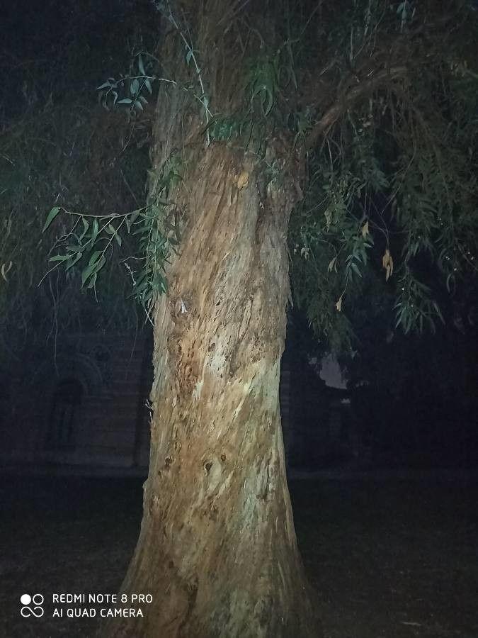 Blaugummibaum mit blaugrünen Jungblättern und glatter, abblätternder Rinde unter blauem Himmel