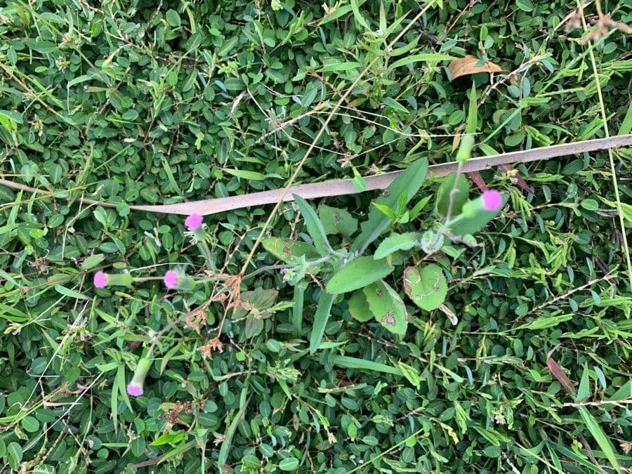 Emilia sonchifolia met rode bloemen