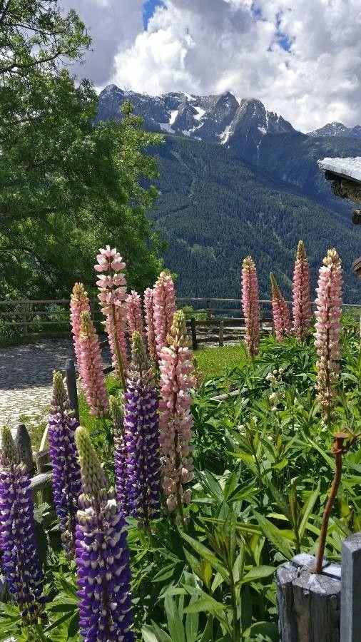 Staudenlupine mit lila und weißen Blütentrauben in voller Blüte auf einer sonnigen, gut durchlässigen Böschung