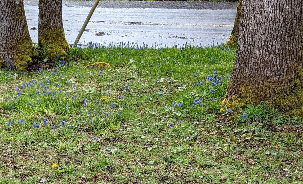 Grappes de muscari en pleine floraison dans un sous-bois clair