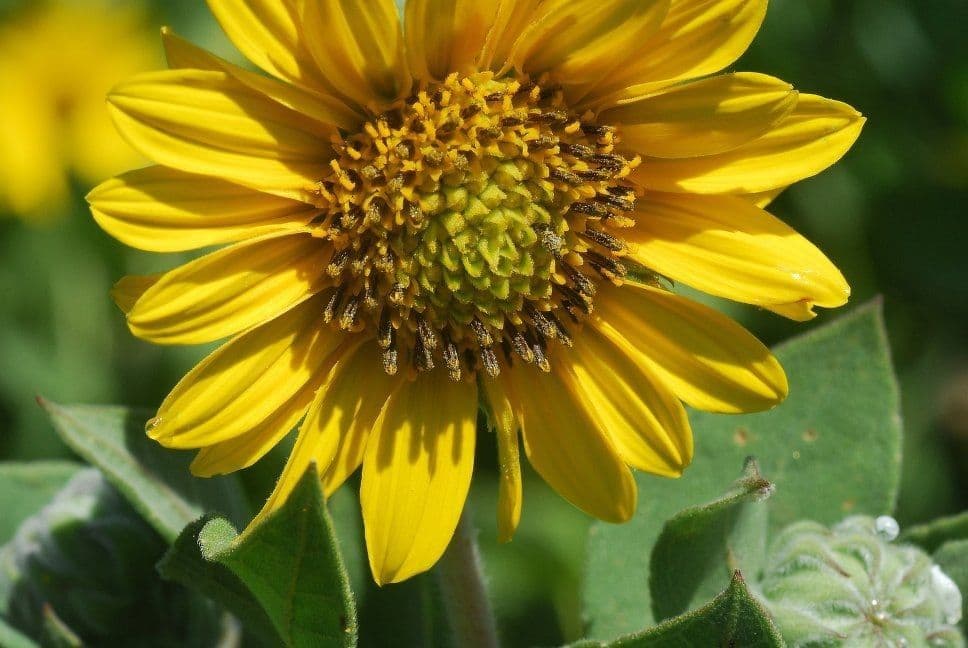 Leuchtend gelbe Blüten der Filzigen Sonnenblume zwischen silbergrauem, filzigem Laub
