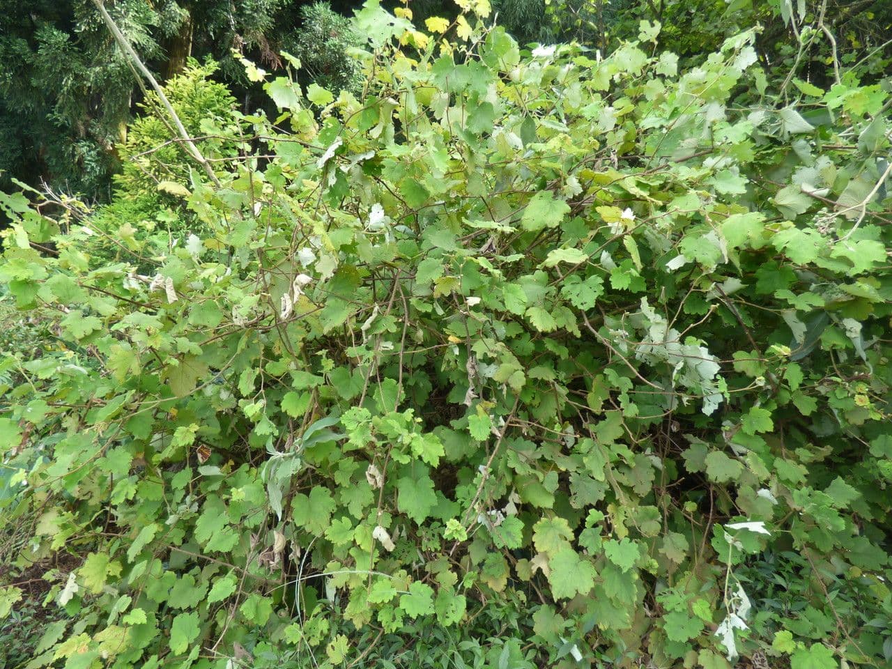 Rubus alceifolius Pflanze mit grossen Blaettern undBeeren
