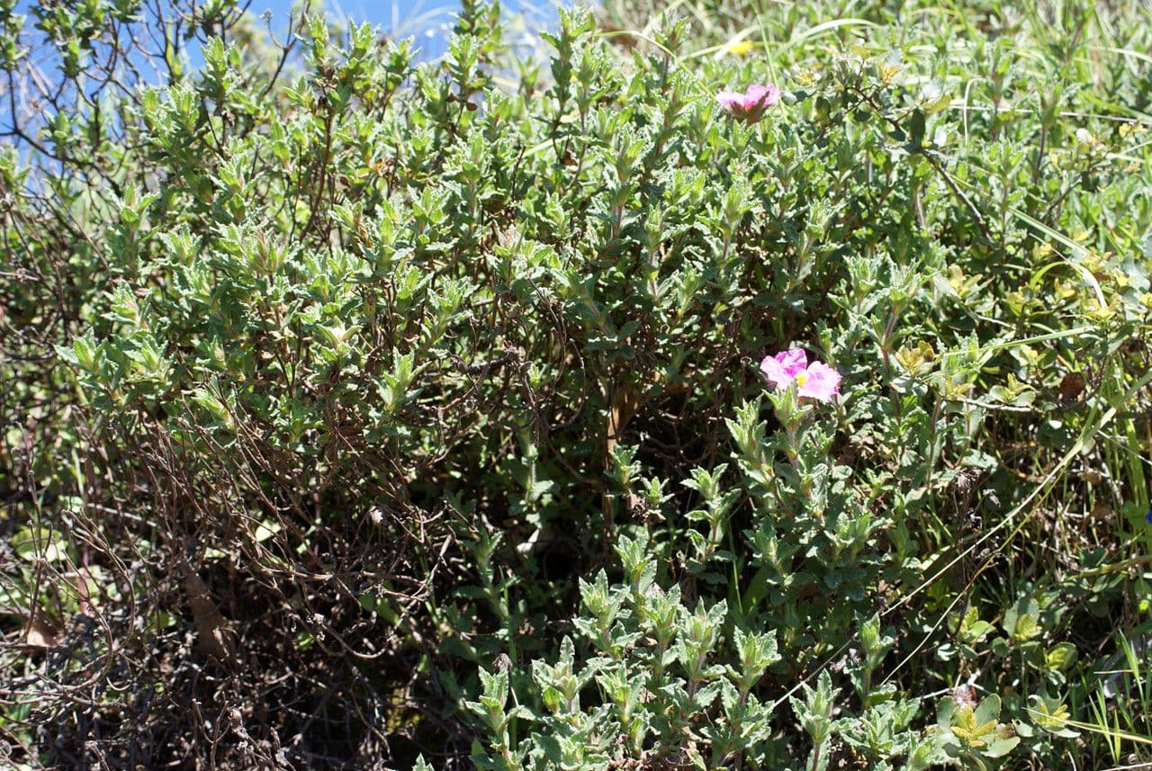 Cistus crispus en pleine floraison avec ses fleurs mauve-rose et ses feuilles crispées