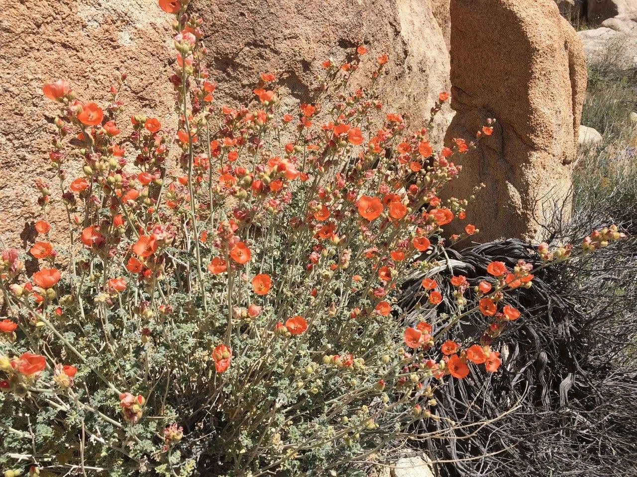 Sphaeralcea ambigua mit aprikotfarbenen Bluten in einem trockenen Steingarten