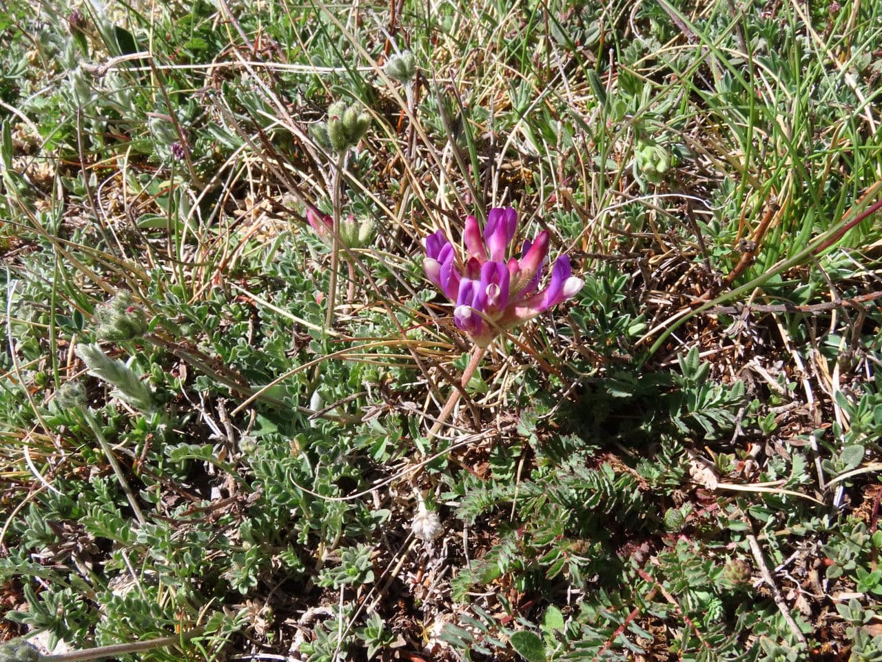 Astragalus vesicarius met zijn karakteristieke opgeblazen peulen