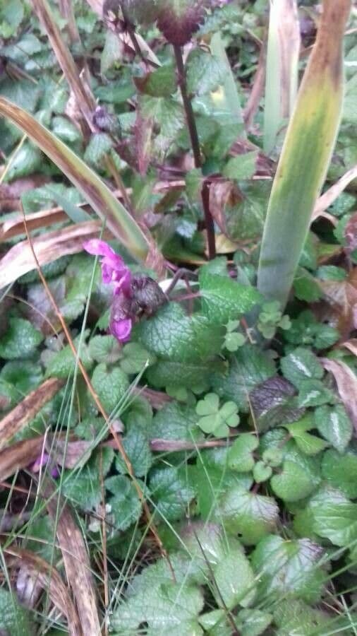 Spotted dead-nettle pink flowers with silver-variegated leaves