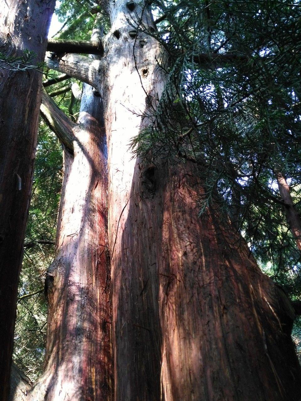 Thuja standishii dans un jardin avec un feuillage vert clair en forme d'écailles et une silhouette conique dressée