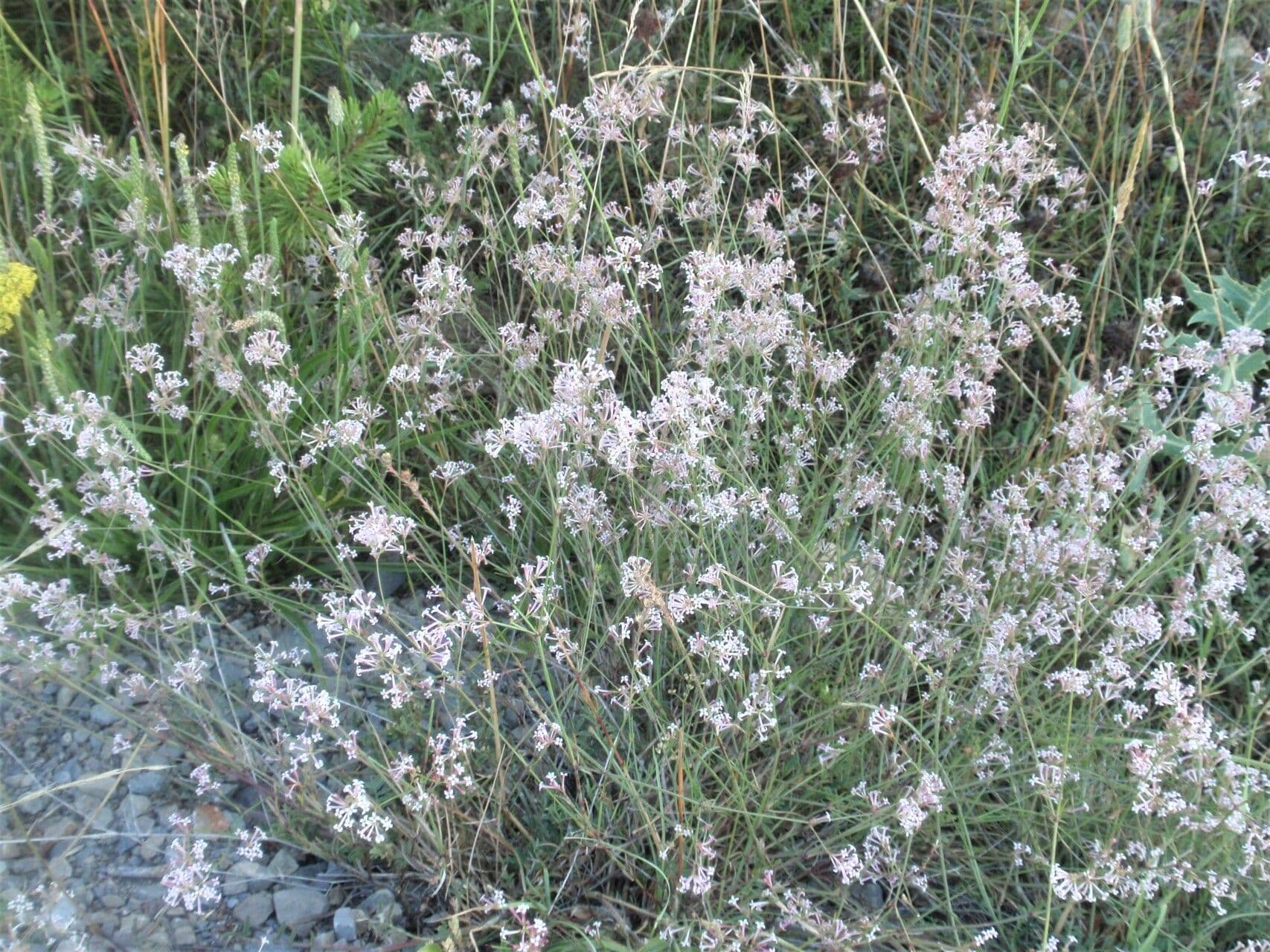 Asperula aristata with small purple flowers and narrow whorled leaves growing in a dry rocky border