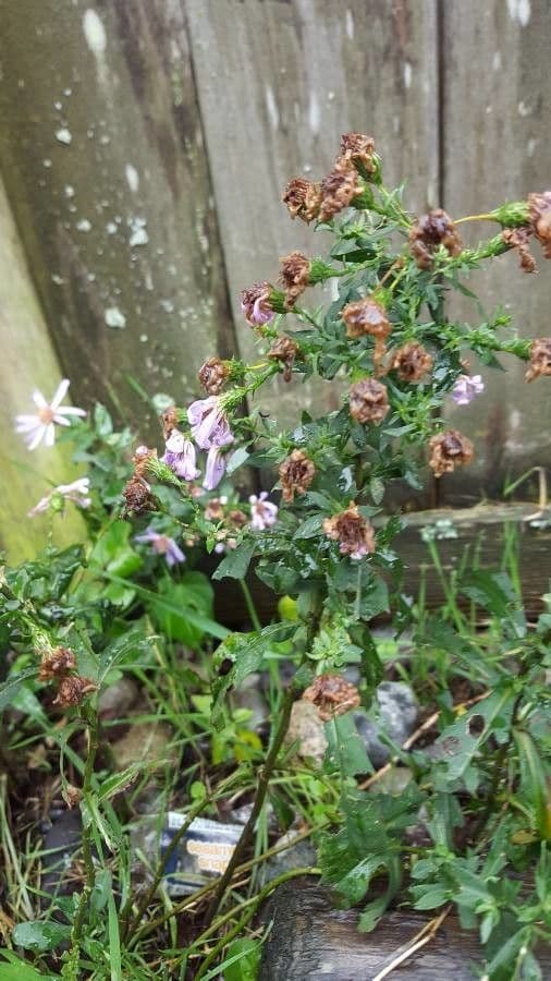 Bigleaf aster in Blute