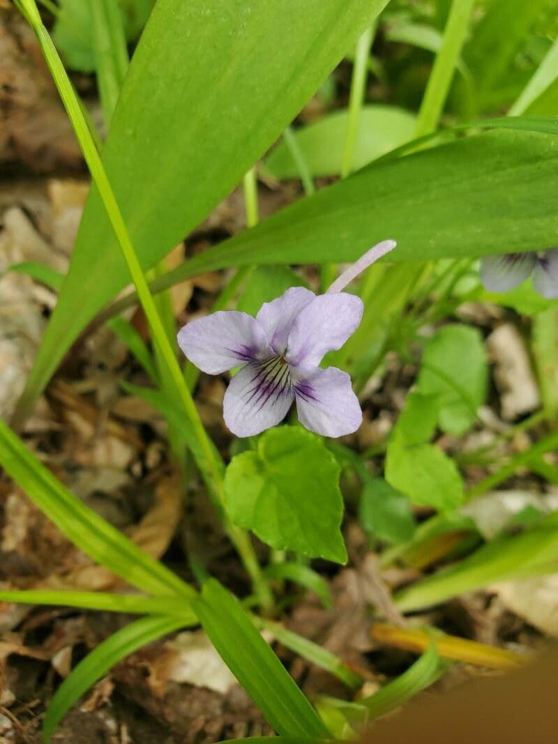 Gros plan sur la fleur de Viola rostrata avec son long eperon