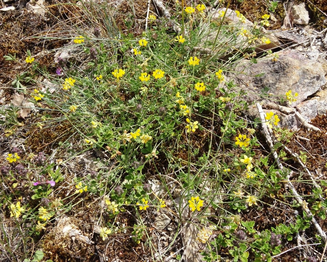 Kleine Kronwicke mit gelbcreme Blüten in mediterranem Garten