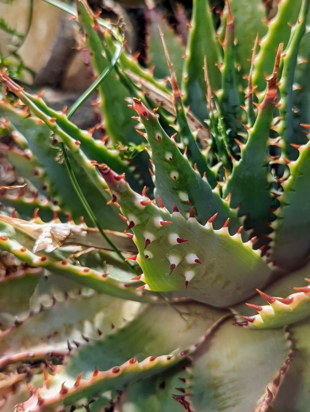 Schlanke grune Blatter der Aloe pratensis mit subtiler Textur