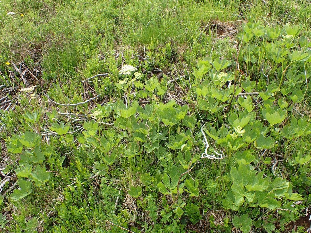 Weiße Doldenblüten der Meisterwurz