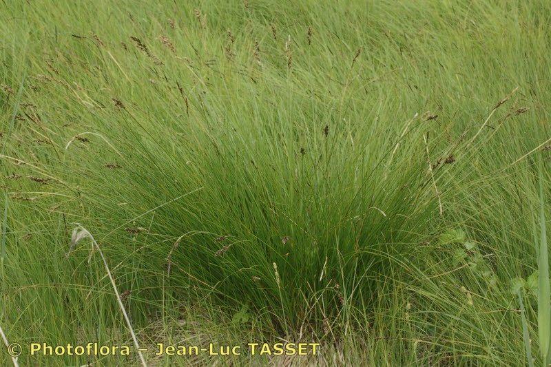 Laîche paradoxale en pleine croissance avec des épis foncés dans un jardin humide et ensoleillé