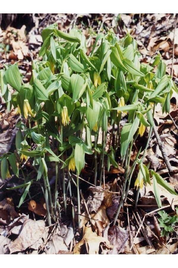 Bellwort met gele hangende bloemen en ovale bladeren