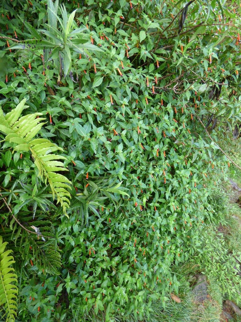 Zigarettenblume mit charakteristischen roten Bluten