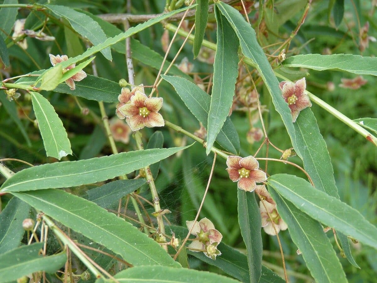 Euonymus cornutus mit charakteristischen gehörnten Fruchtkapsel