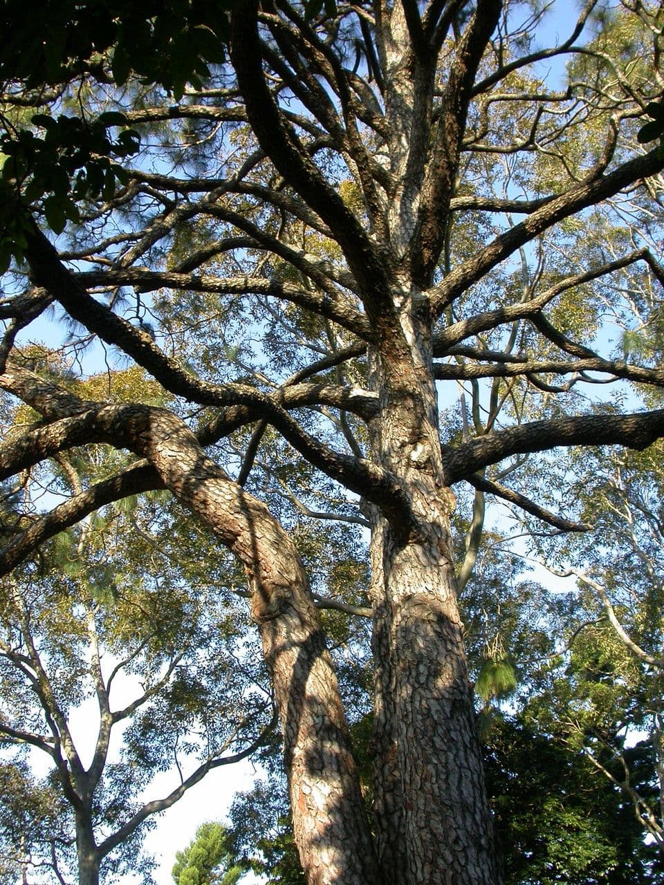 Chir pine with long needles