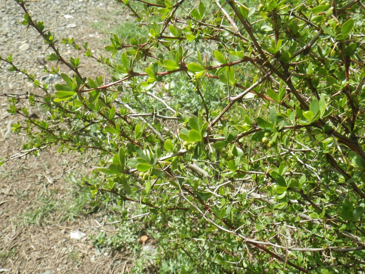 Cretan barberry plant with red berries