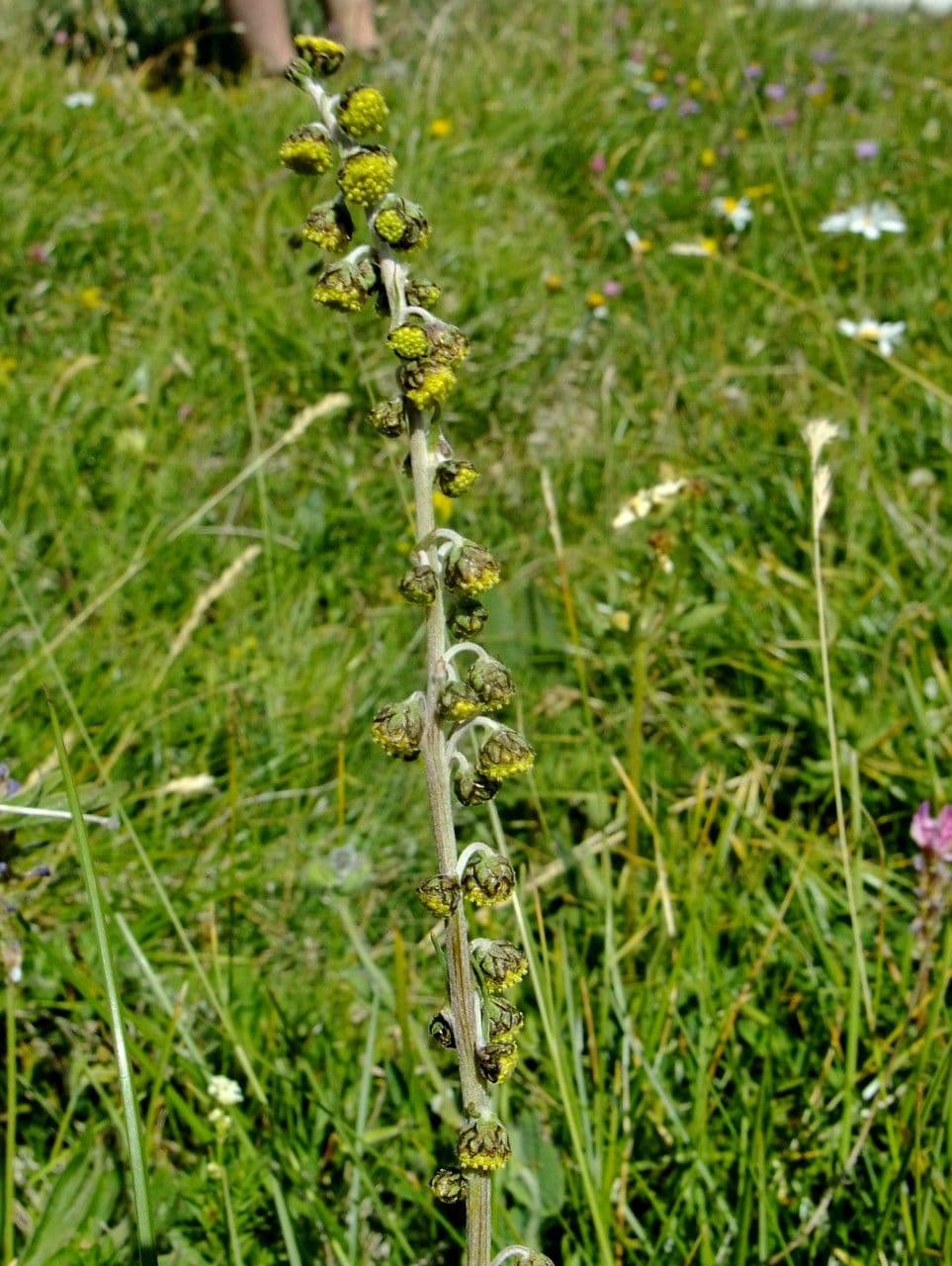 Artemisia atrata avec des feuilles sombres finement decoupees sur sol rocheux