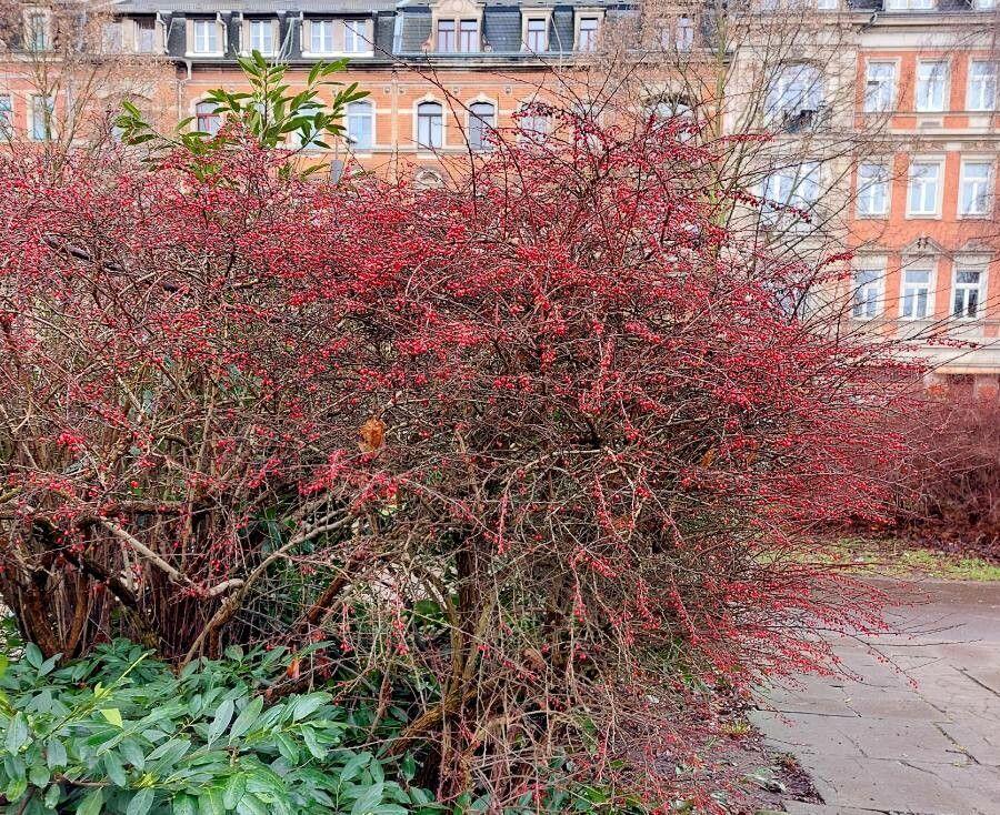 Thunberg-Berberitze im Herbst, dichte Sträucher mit leuchtend roten Blättern und kleinen gelben Blüten