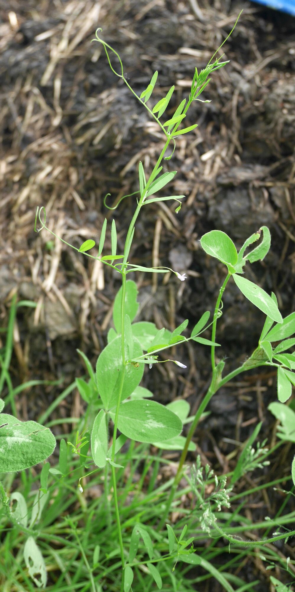 Vesce à quatre graines aux fleurs pourpres