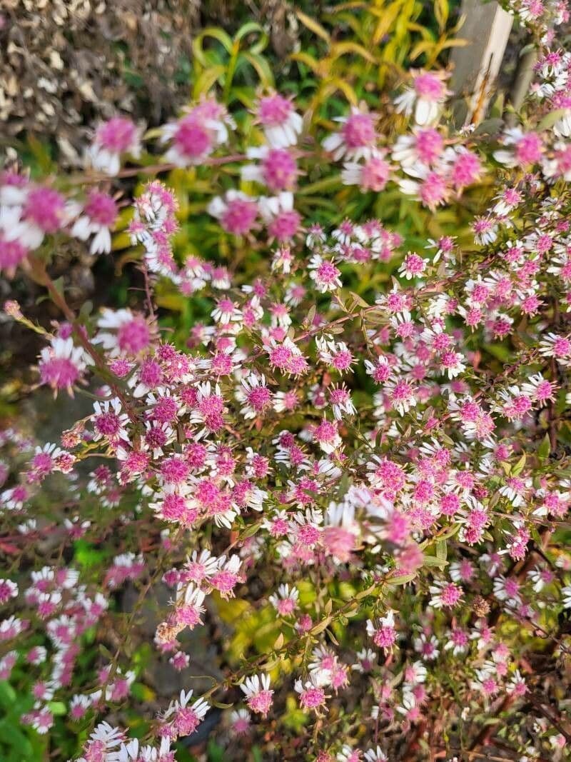 Blüten des Feinstrahl-Asters in zartem Weiß mit gelben Zentren