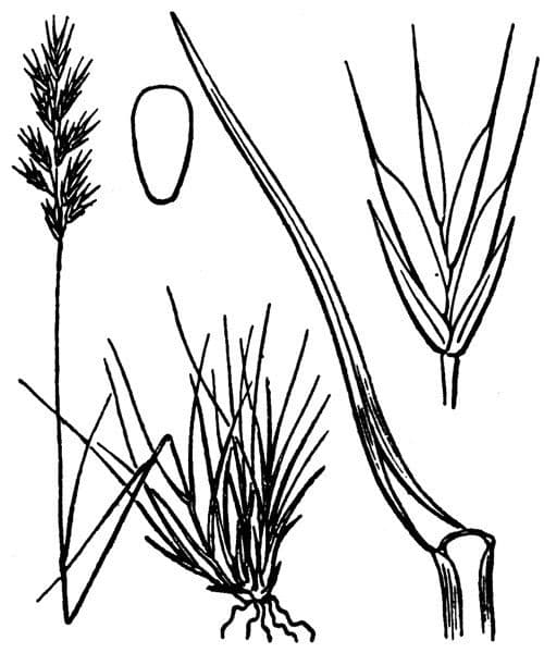 Festuca alpina alpines gras mit feiner, zartem struktur