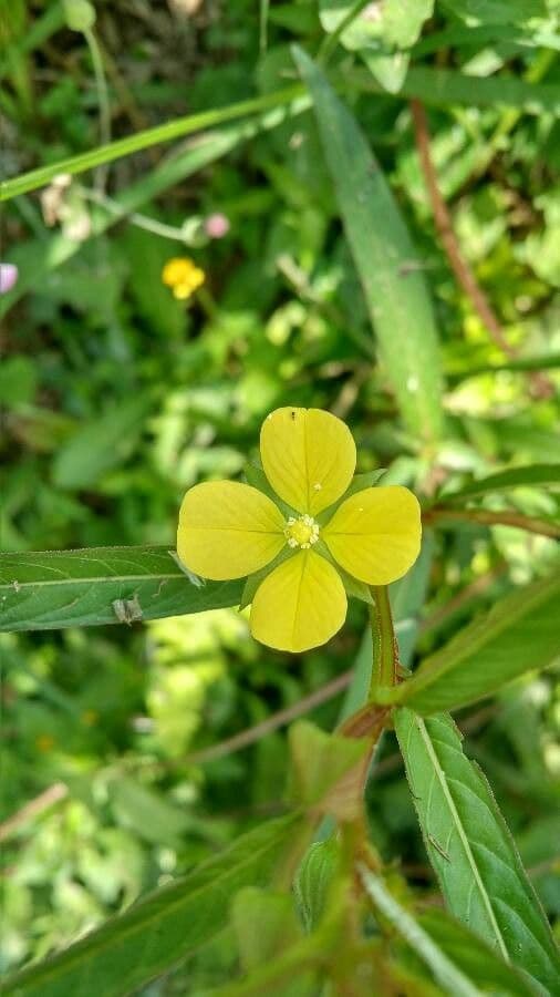 Ludwigia alternifolia (Rattlebox) showing characteristic square seed pods and yellow flowers