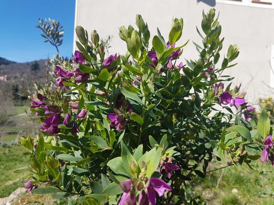 Prachtige bloemen van de Vleugeljesbloem (Polygala myrtifolia)